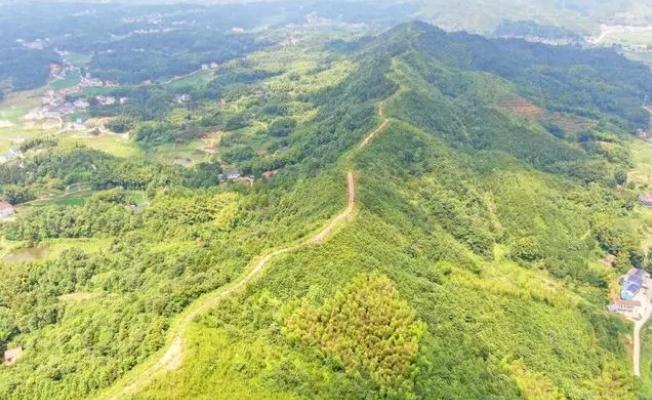 长沙两年内将实现1150千米林火隔绝体系扶植